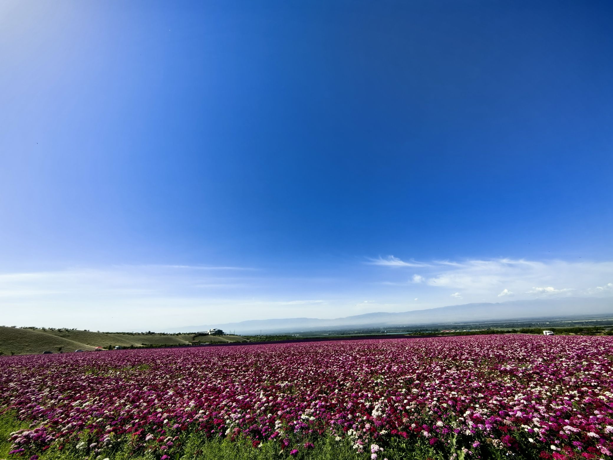 伊犁天山花海旅游景区