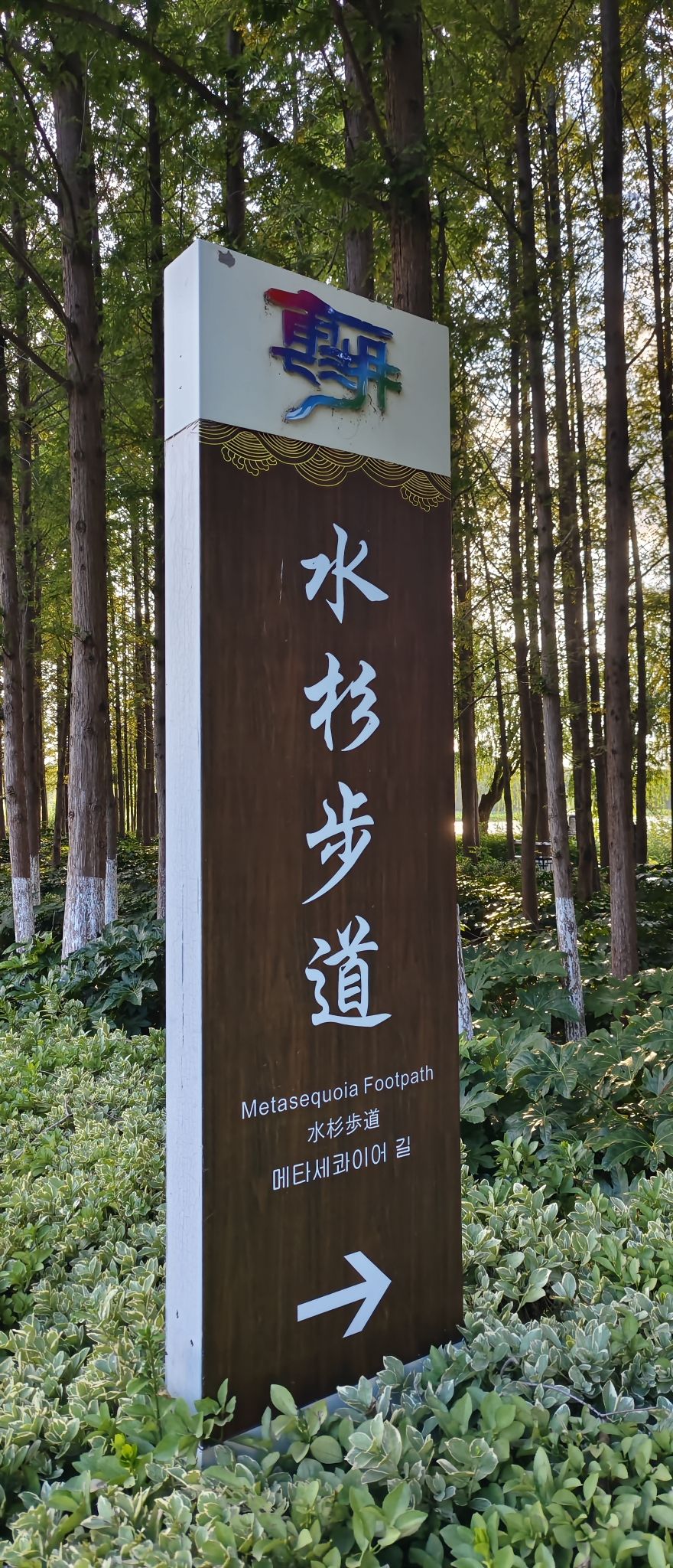 水杉步道景点图片
