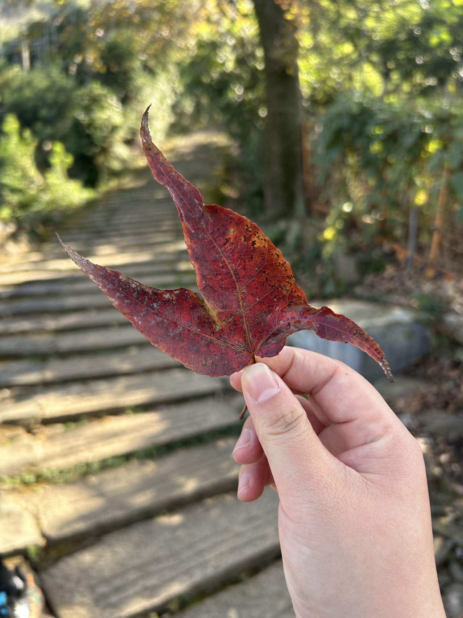 红枫古道旅行图片 1