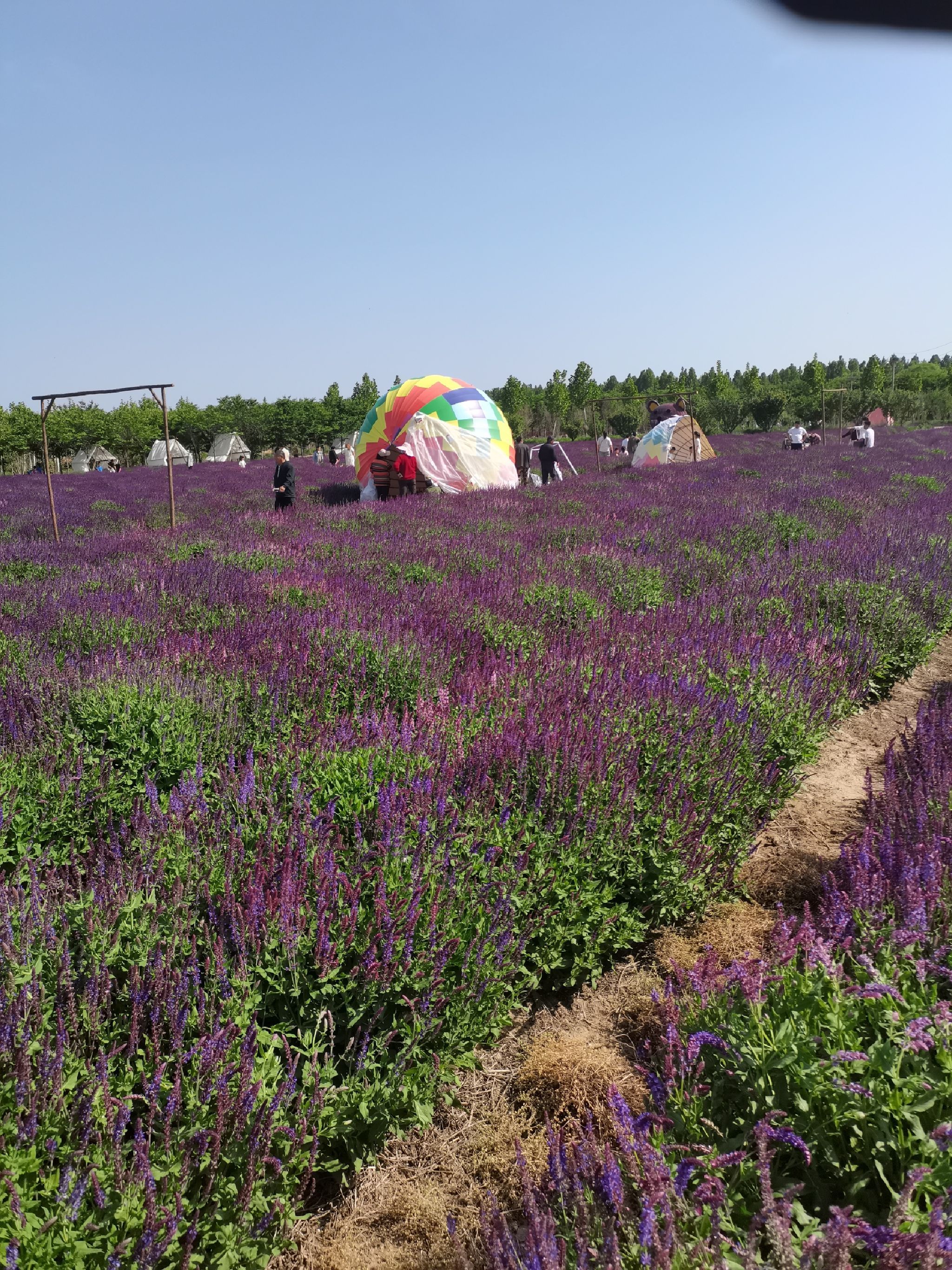 聊城芳香文化博览园旅行图片 3