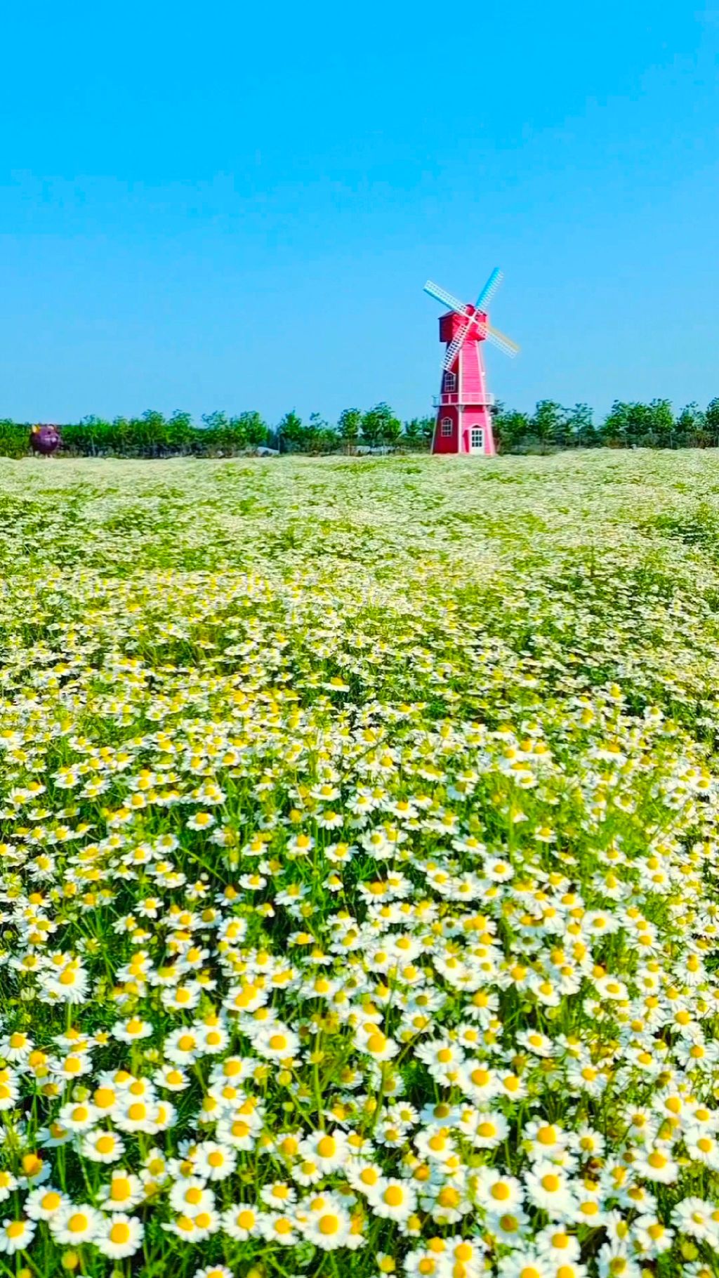 聊城芳香文化博览园旅行图片 2