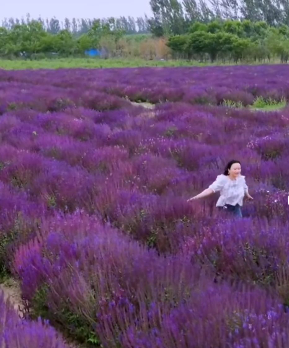 聊城芳香文化博览园旅行图片 3