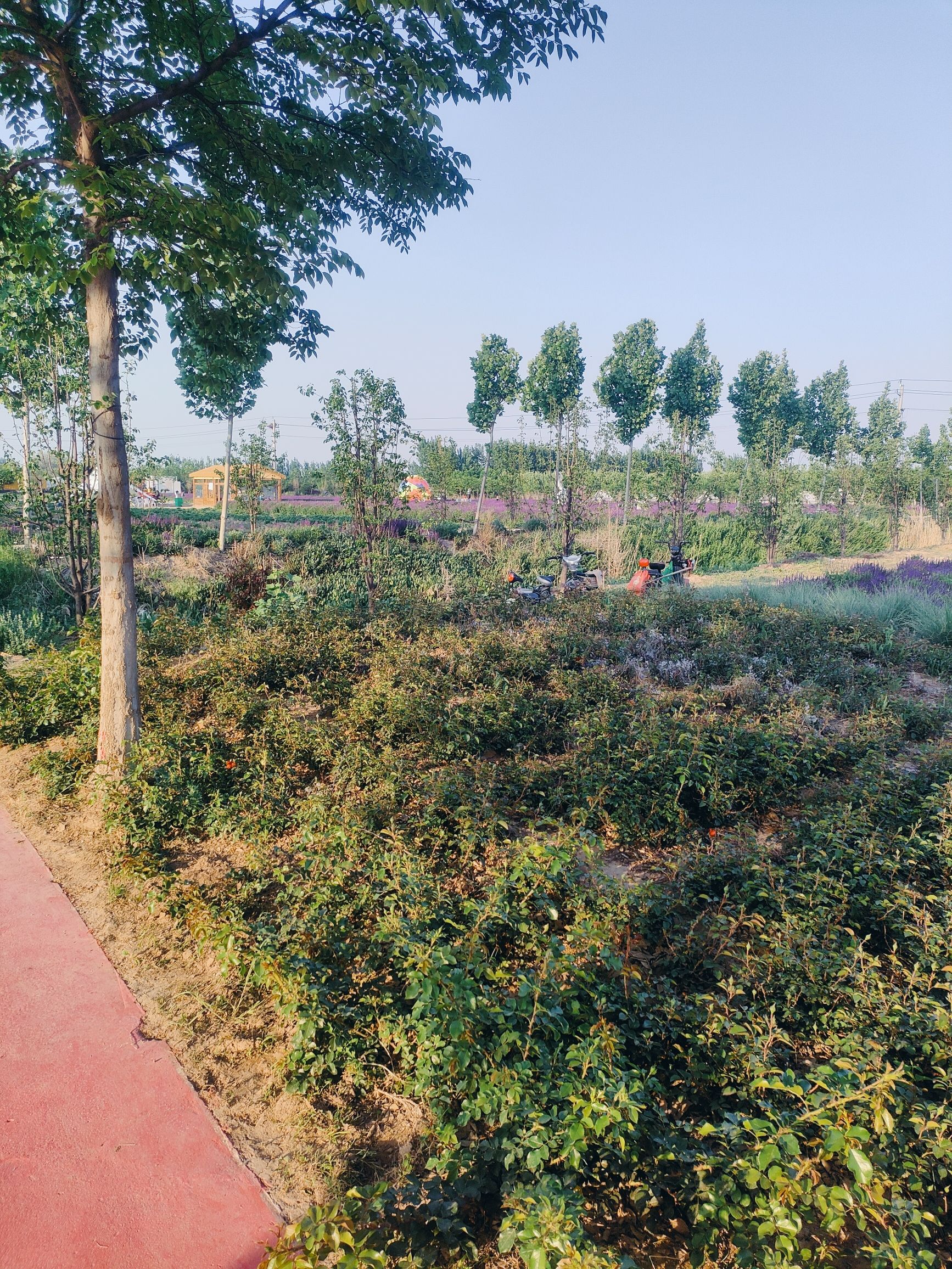 聊城芳香文化博览园旅行图片 3