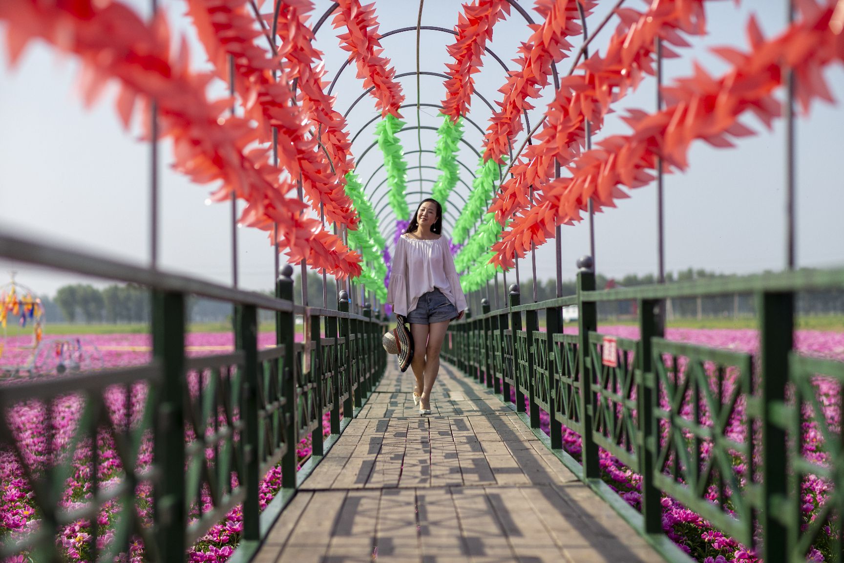 八井子芍药园旅行图片 3