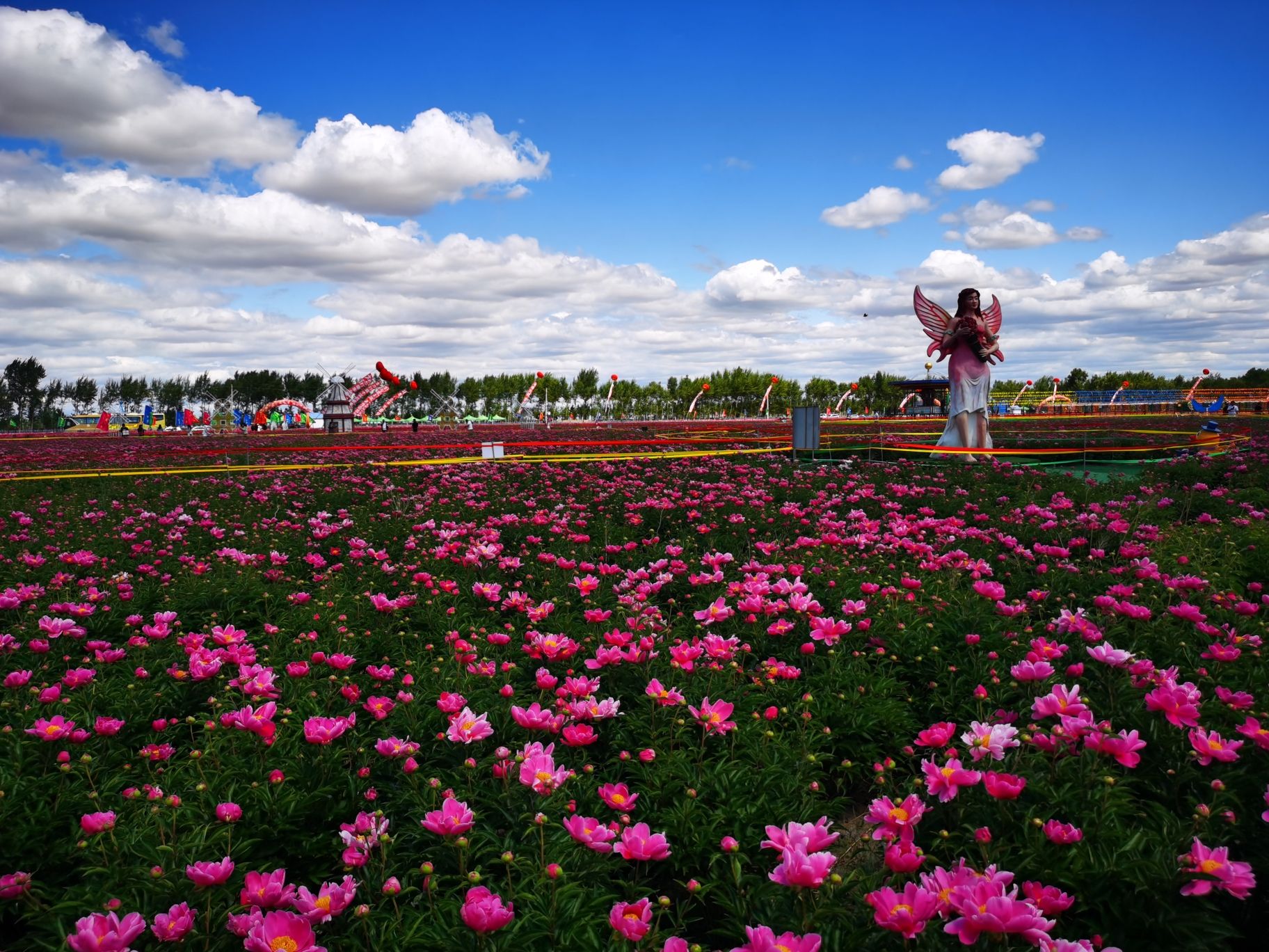 八井子芍药园旅行图片 3
