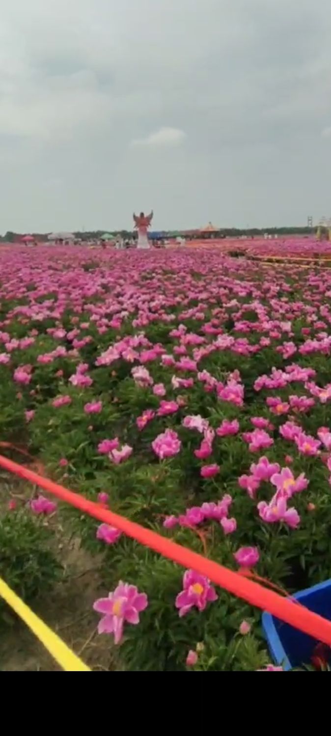 八井子芍药园旅行图片 1