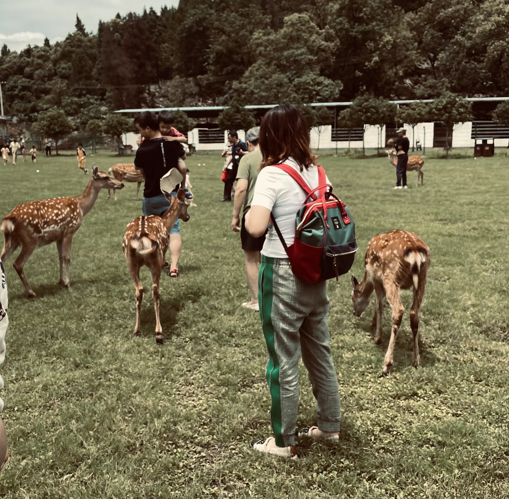 梅花鹿苑旅行图片 1