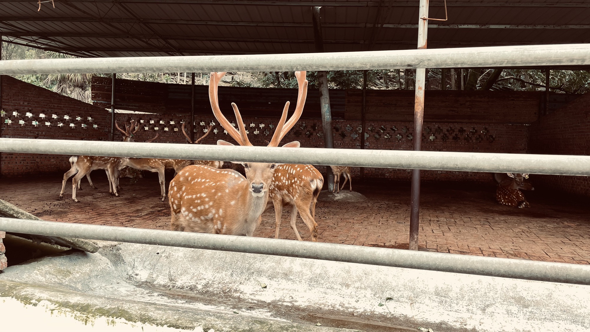 梅花鹿苑旅行图片 3