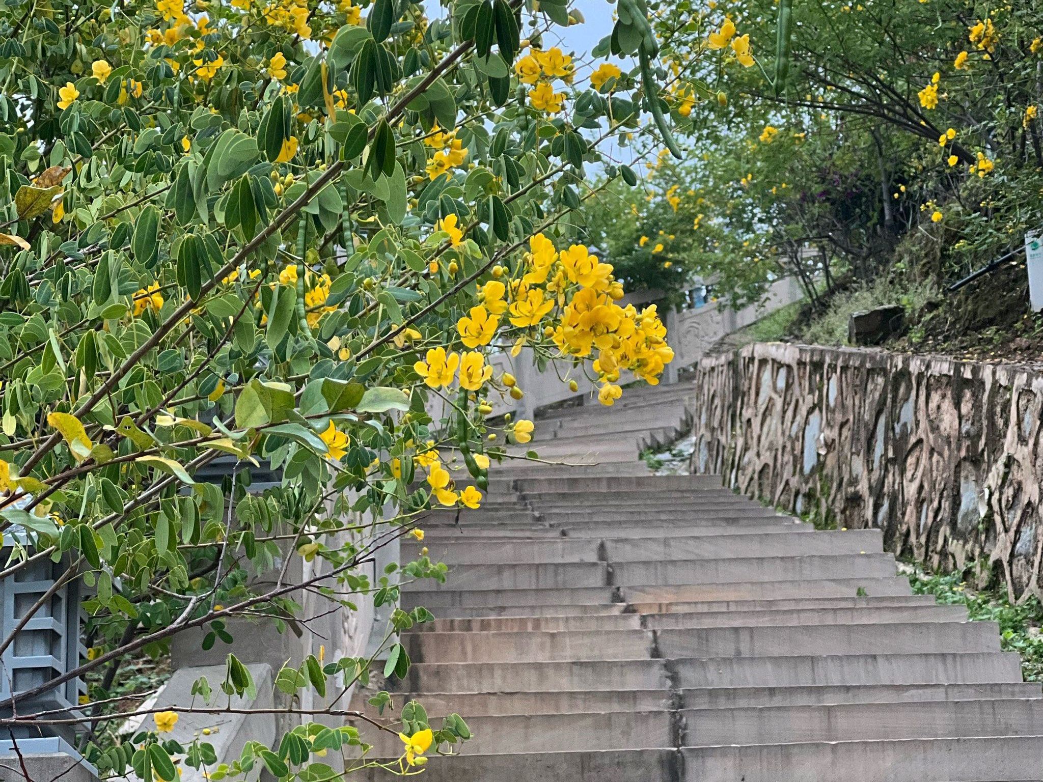 会东县龙凤山公园(暂停开放)旅行图片 3