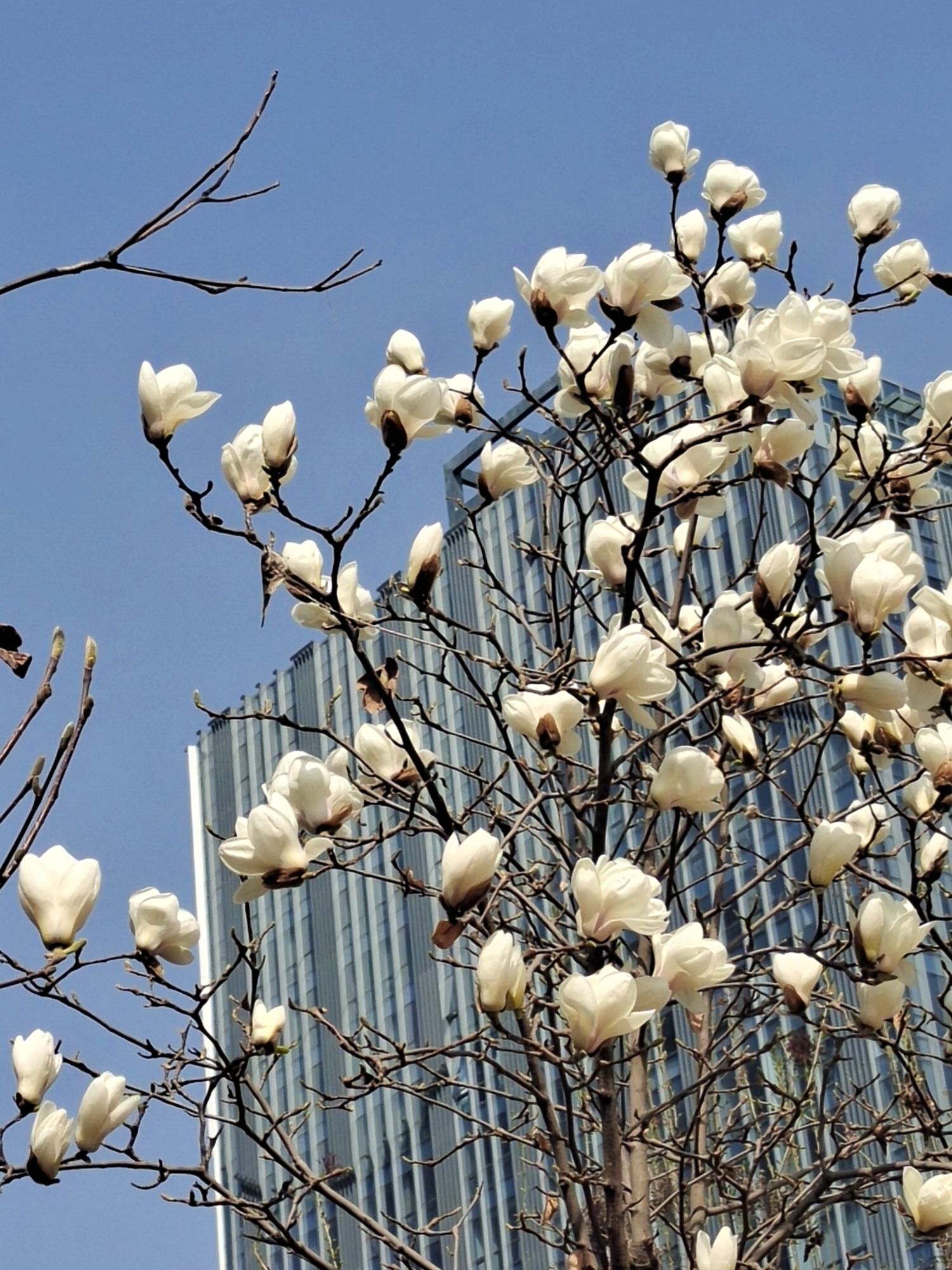 定州市时代公园旅行图片 3