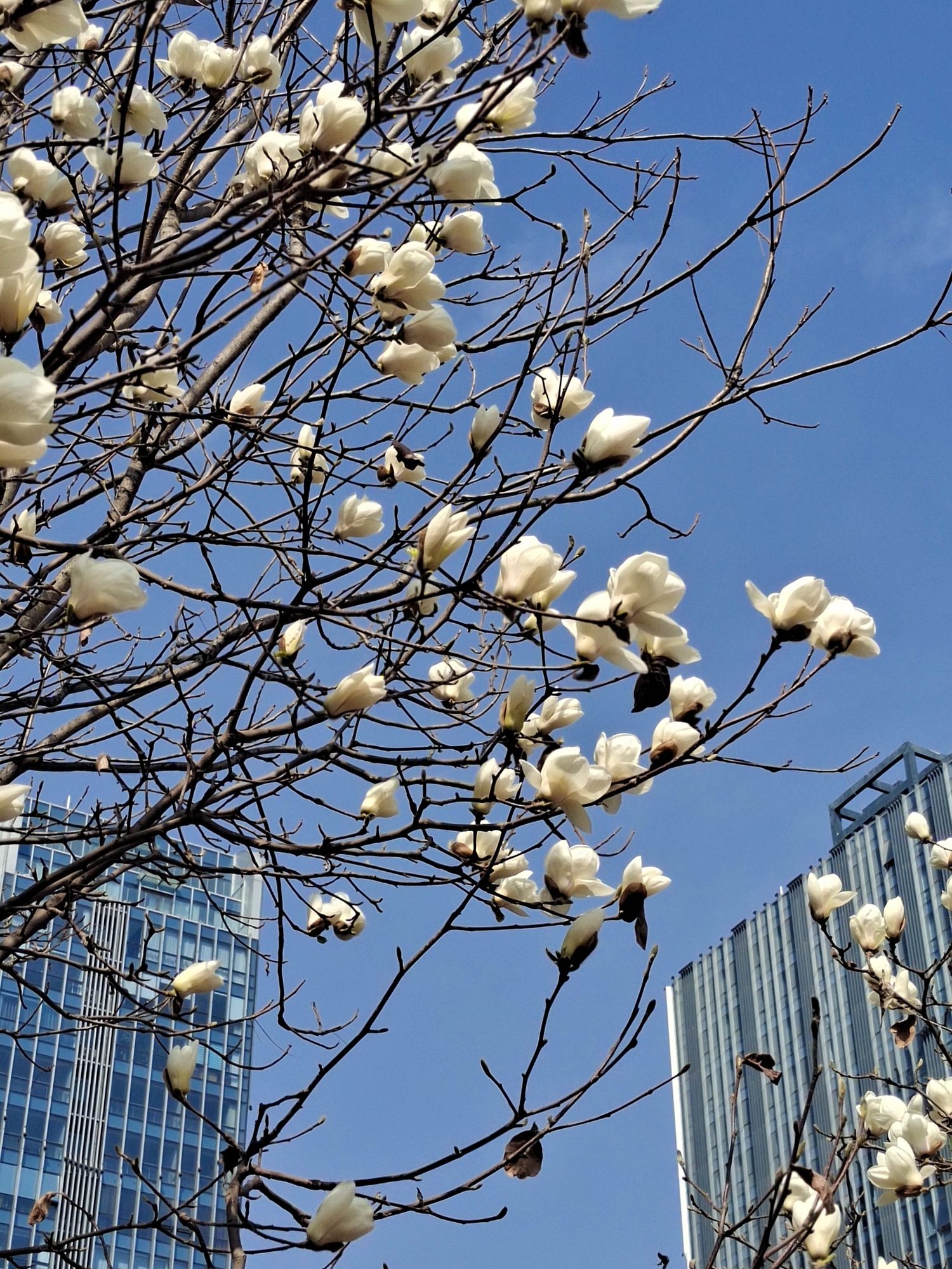 定州市时代公园旅行图片 1