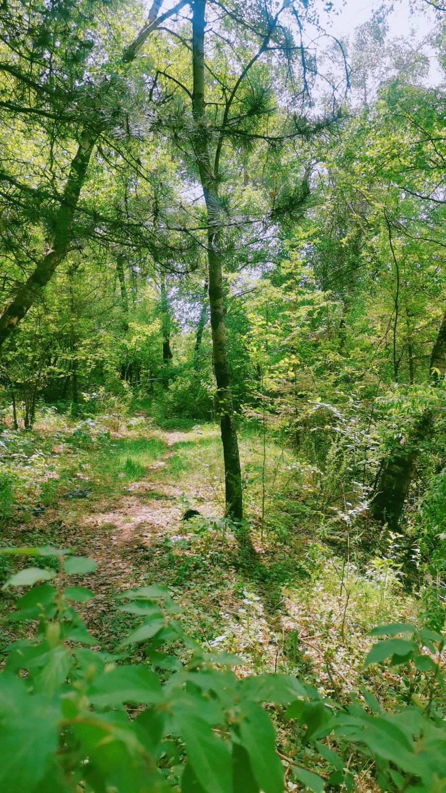 凤凰岭风景区
