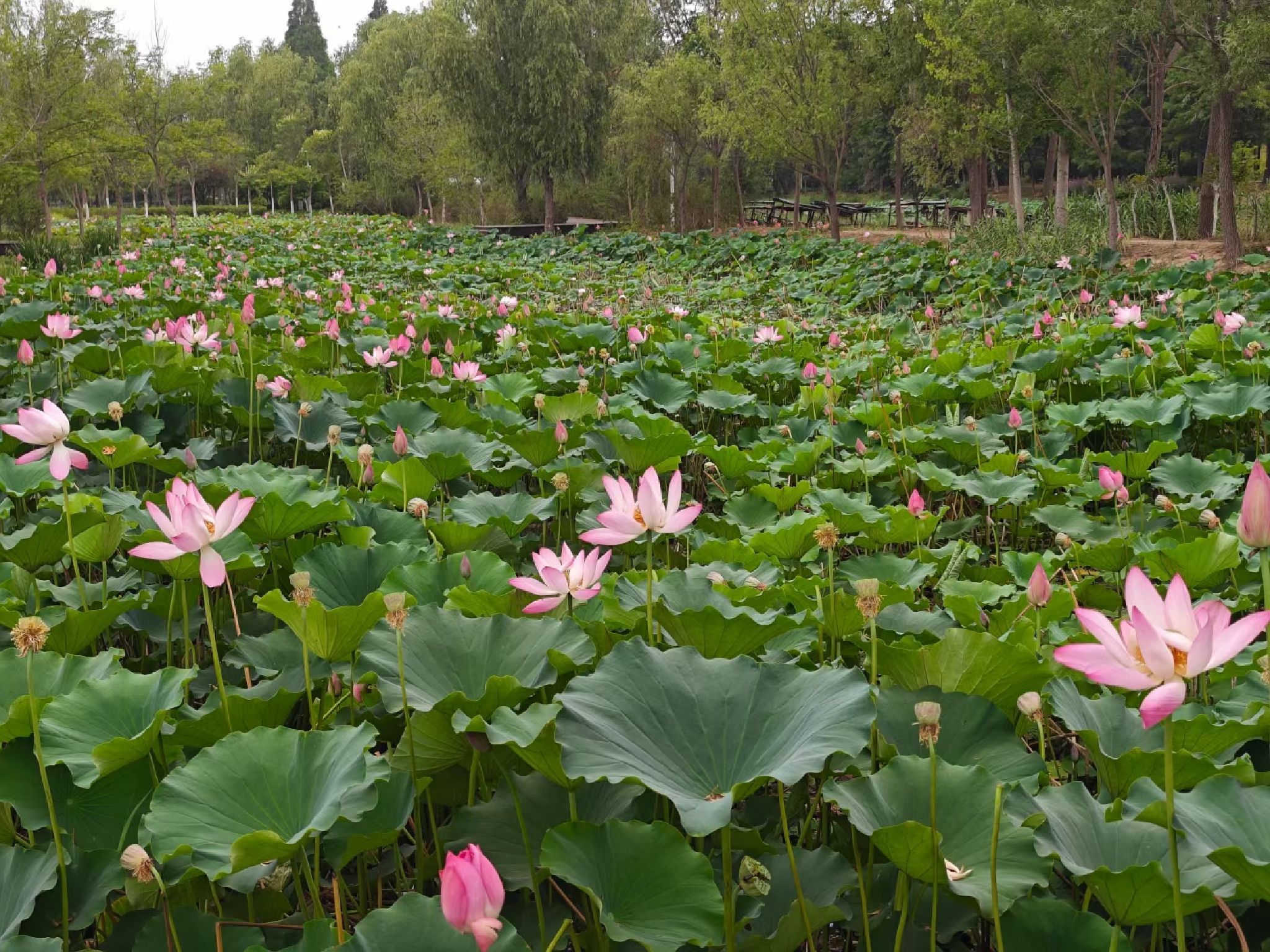 荷花池旅行图片 1