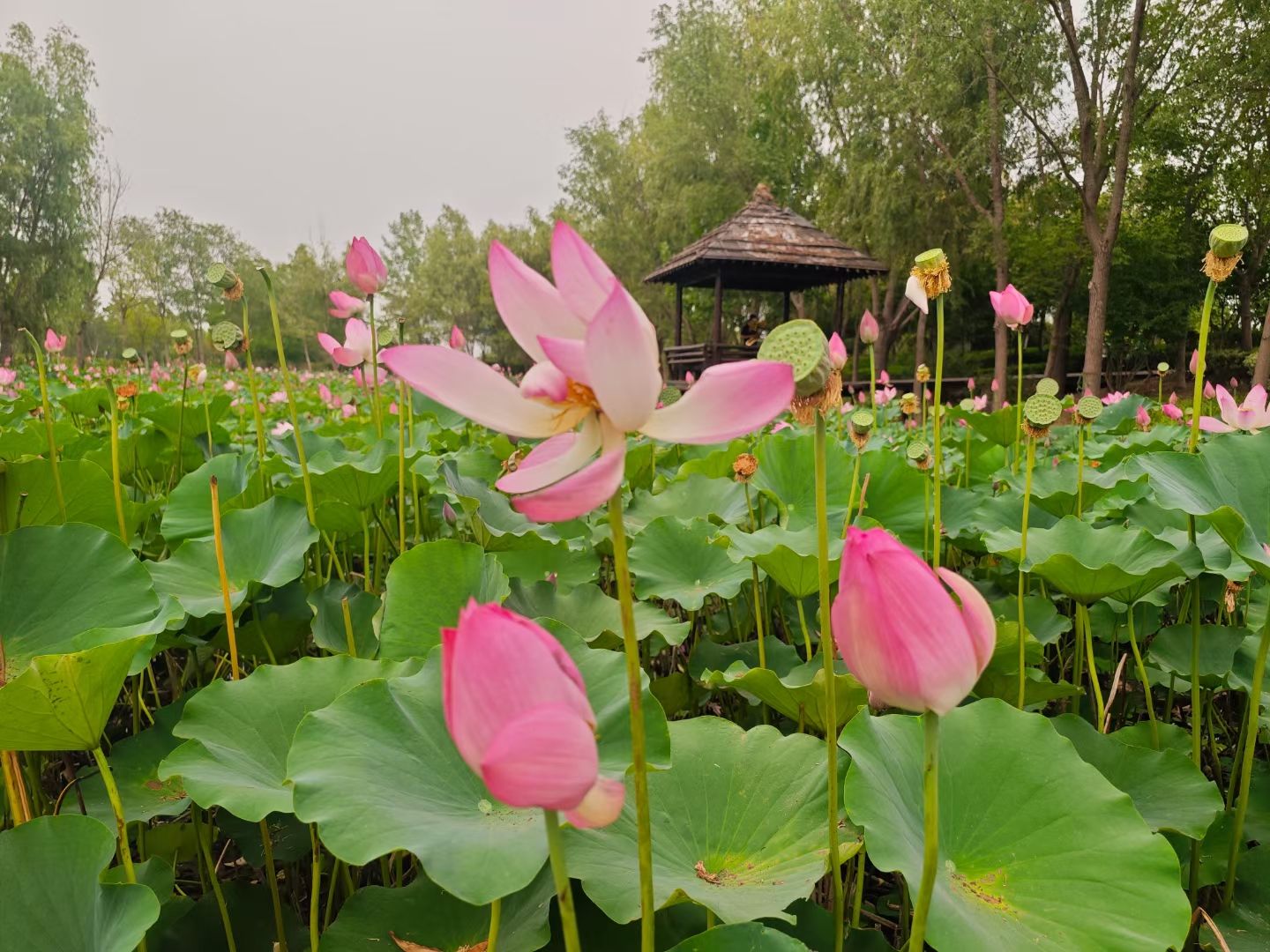 荷花池旅行图片 2