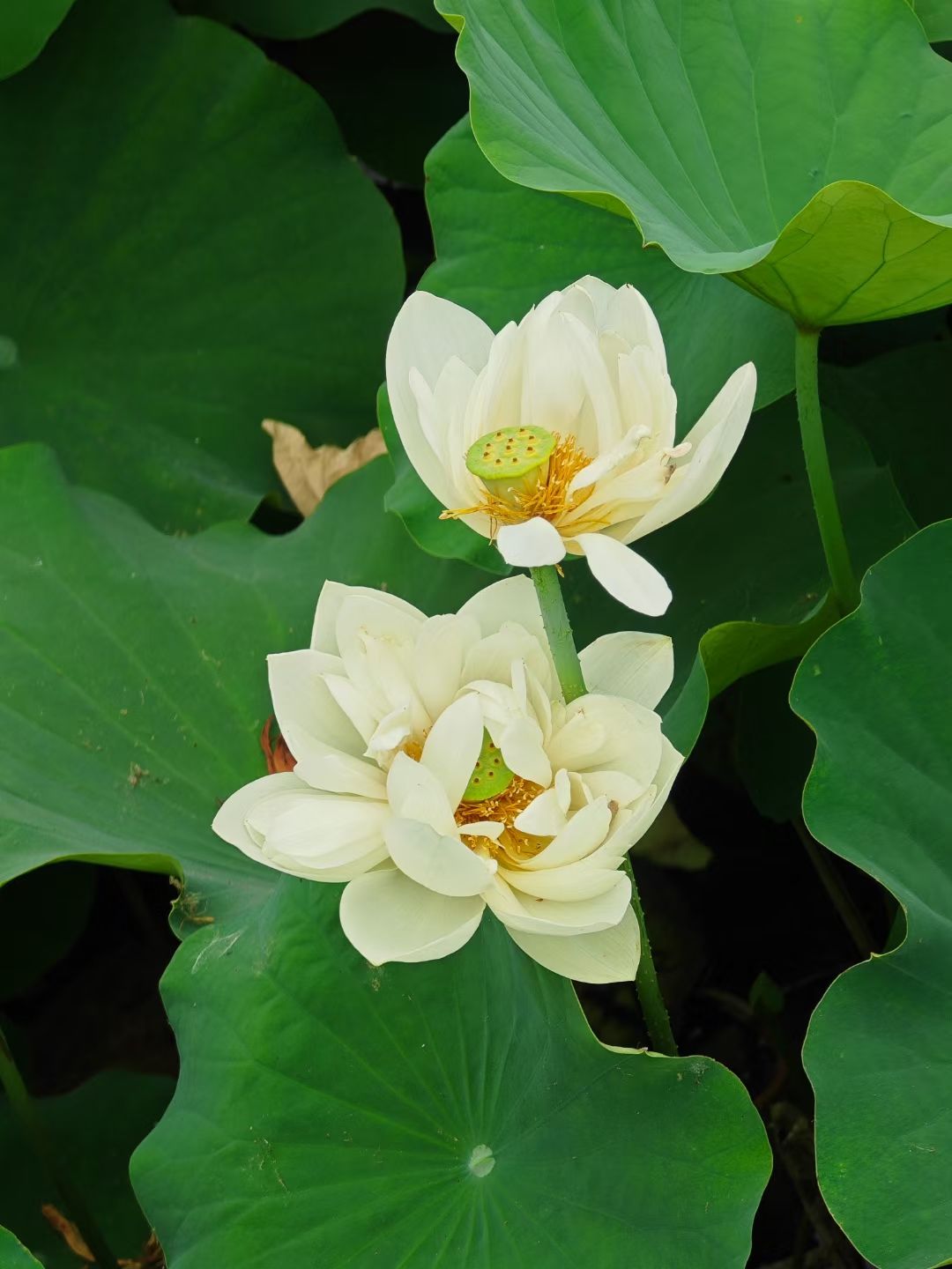 荷花池旅行图片 3