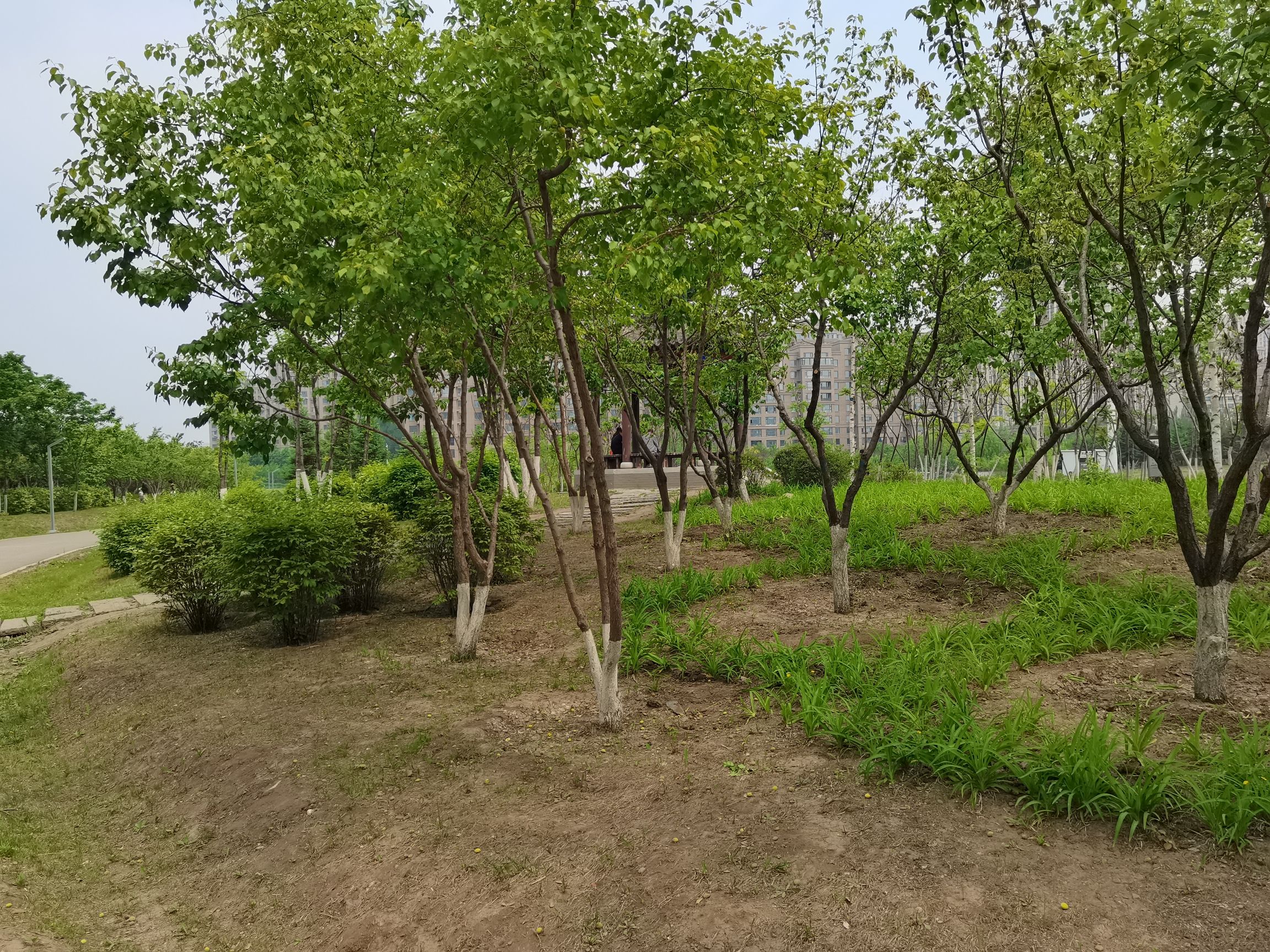 洋浦公园旅行图片 1