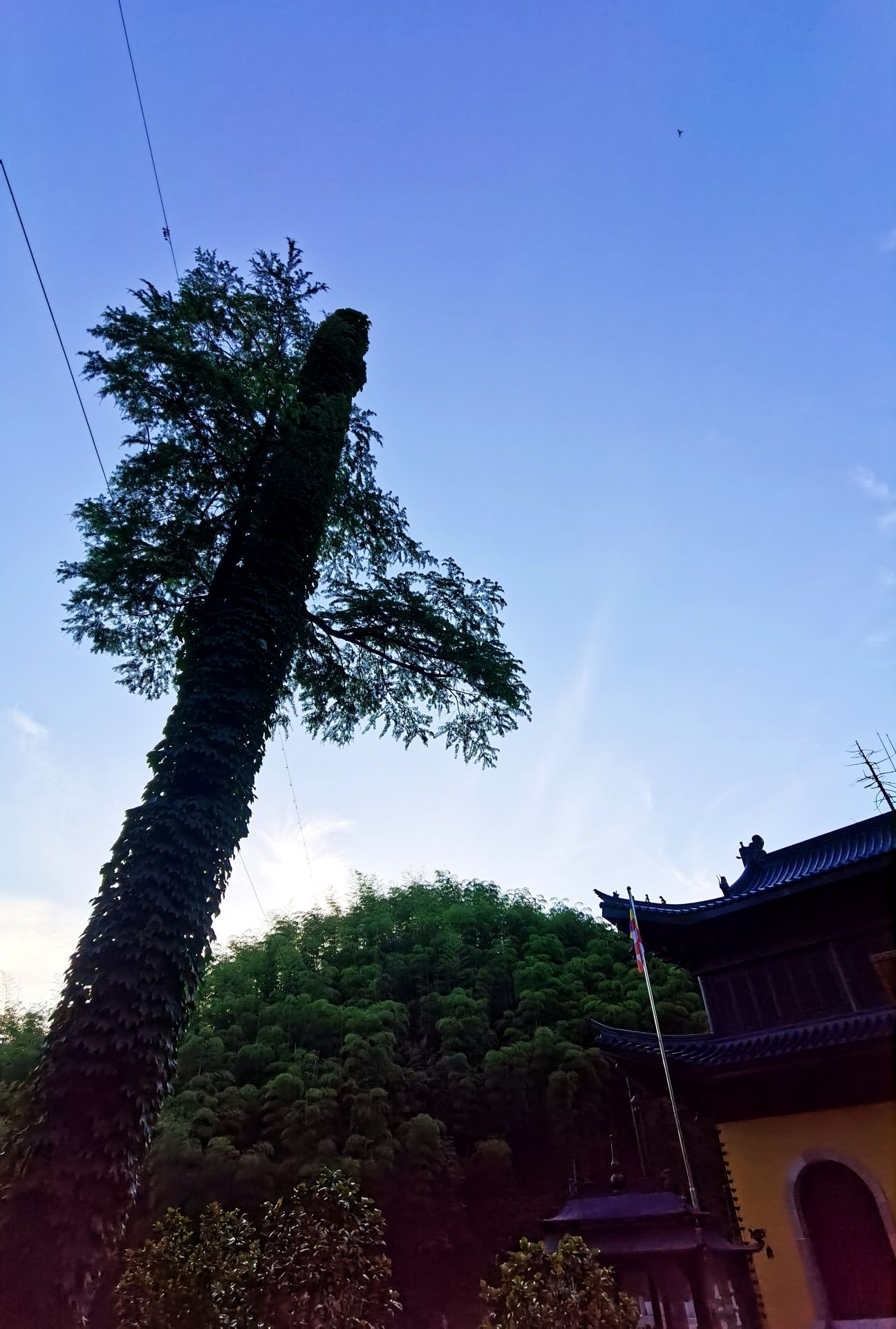 独松关和古驿道旅行图片 2