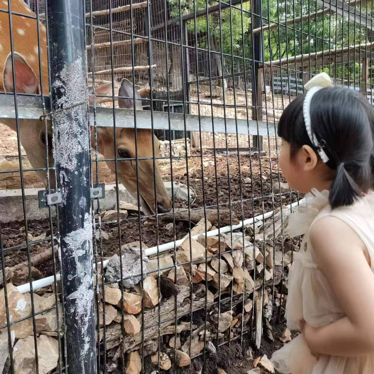 鹿苑萌宠乐园旅行图片 2