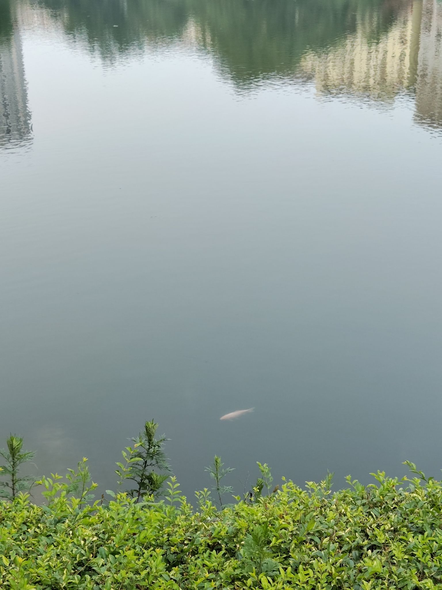 蓝湖公园旅行图片 3