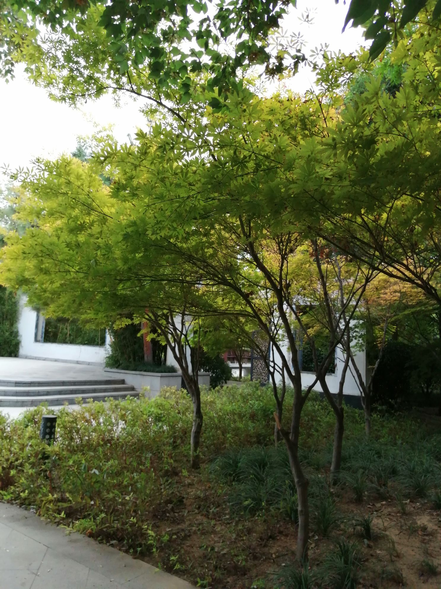 孟津路公园旅行图片 3