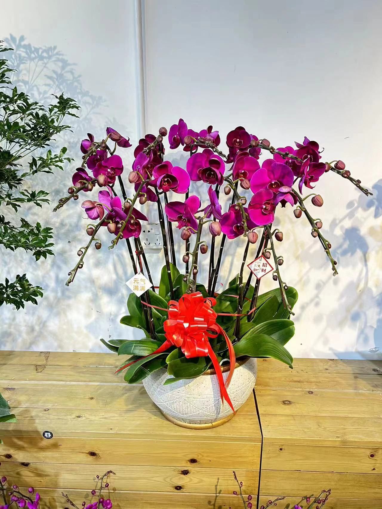 花之谜花卉(深圳总店)