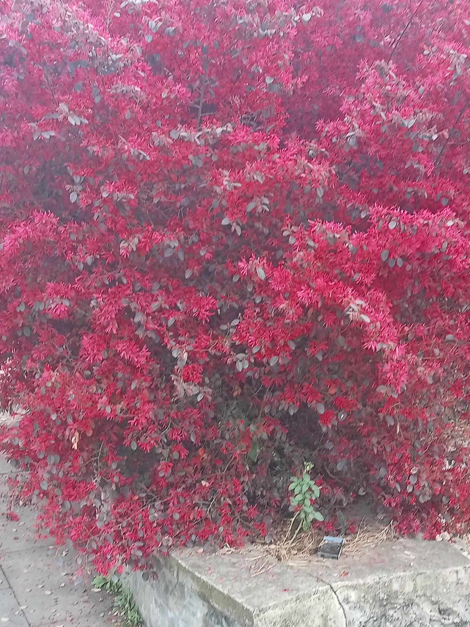 隆兴湿地公园旅行图片 2