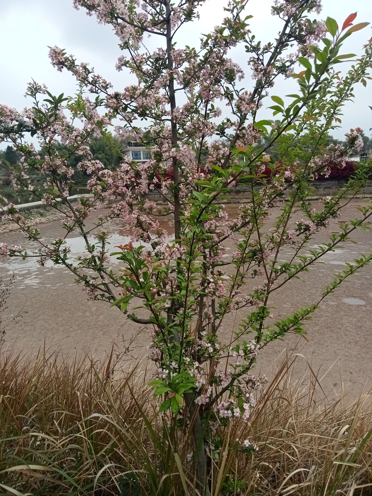 隆兴湿地公园旅行图片 3