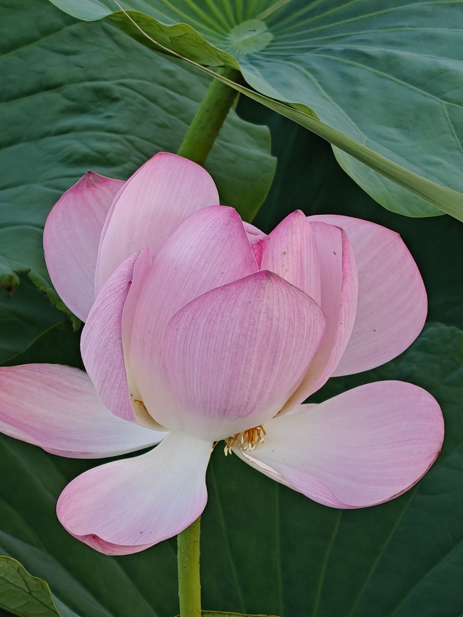 荷花池