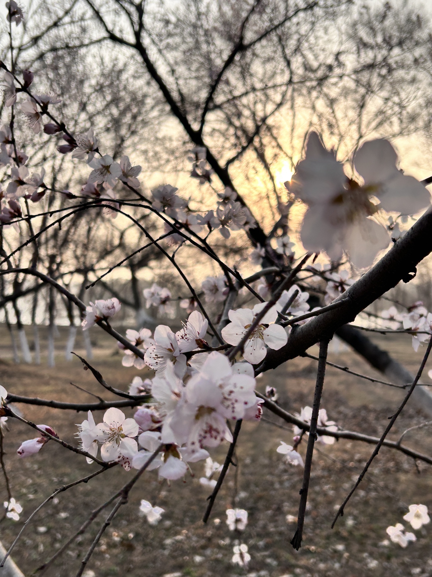 长青湾公园旅行图片 3