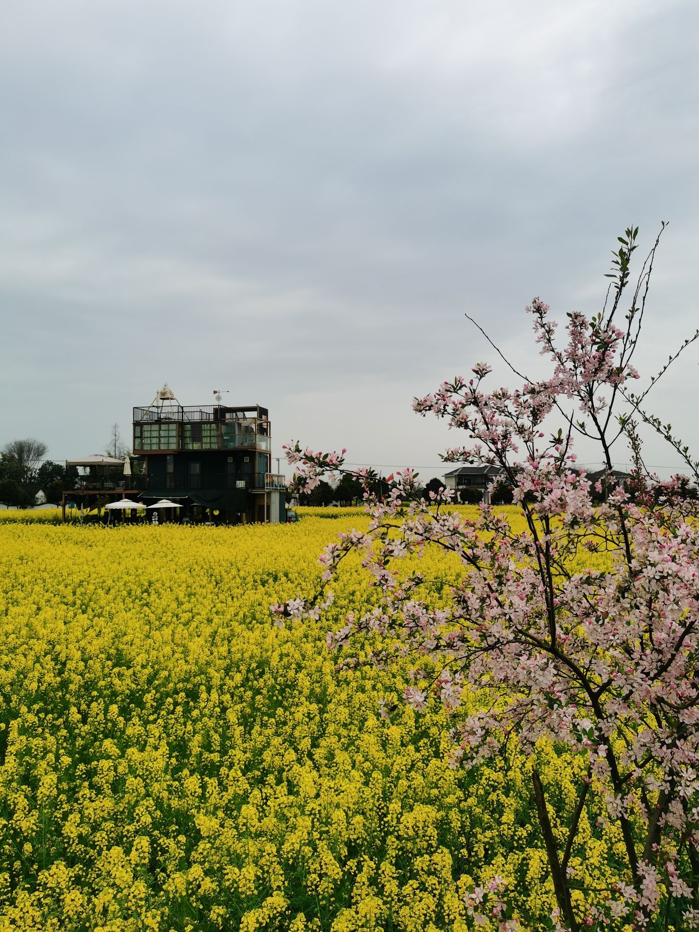 西高镇菜花公园旅行图片 3