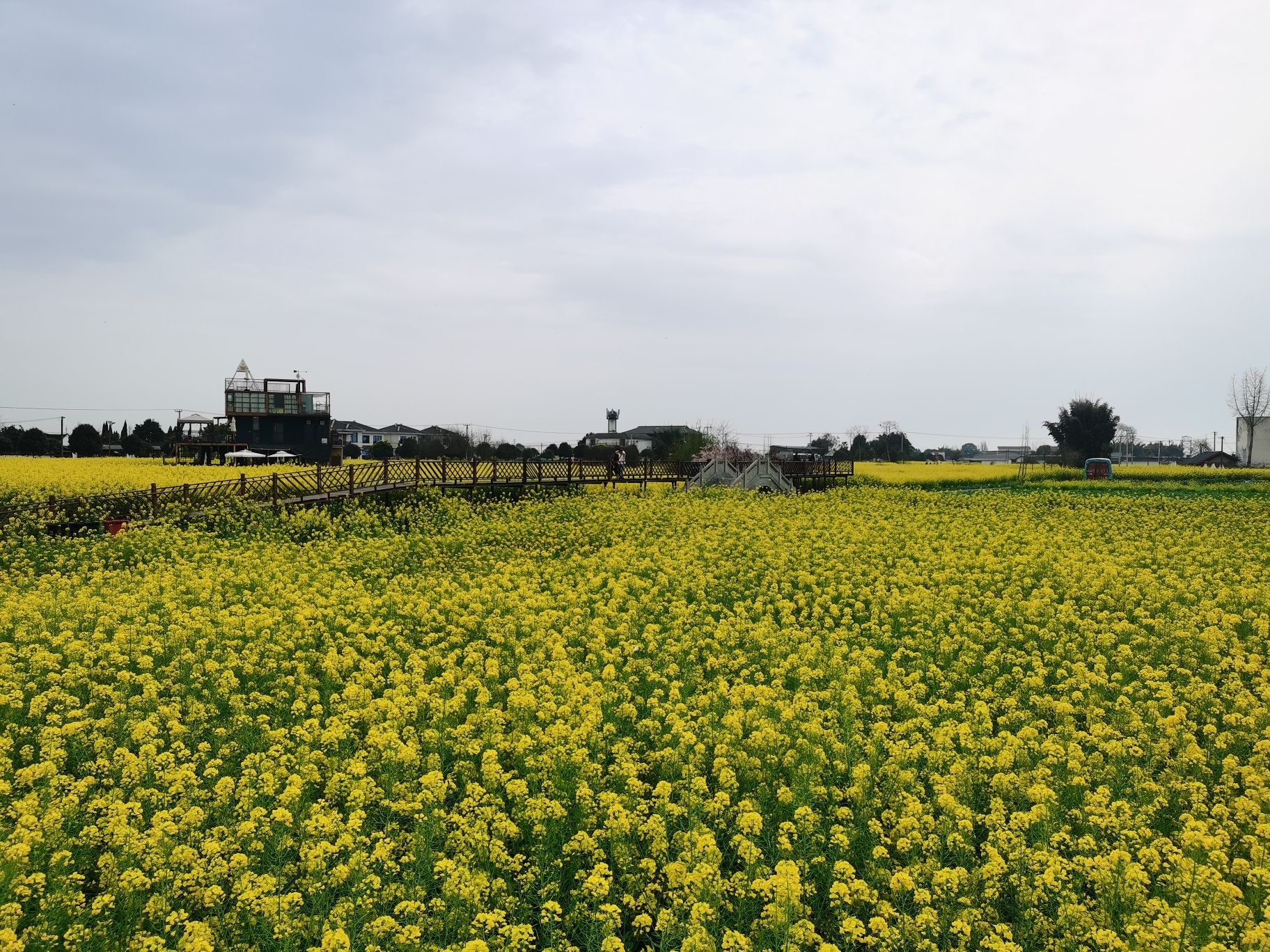 西高镇菜花公园旅行图片 2