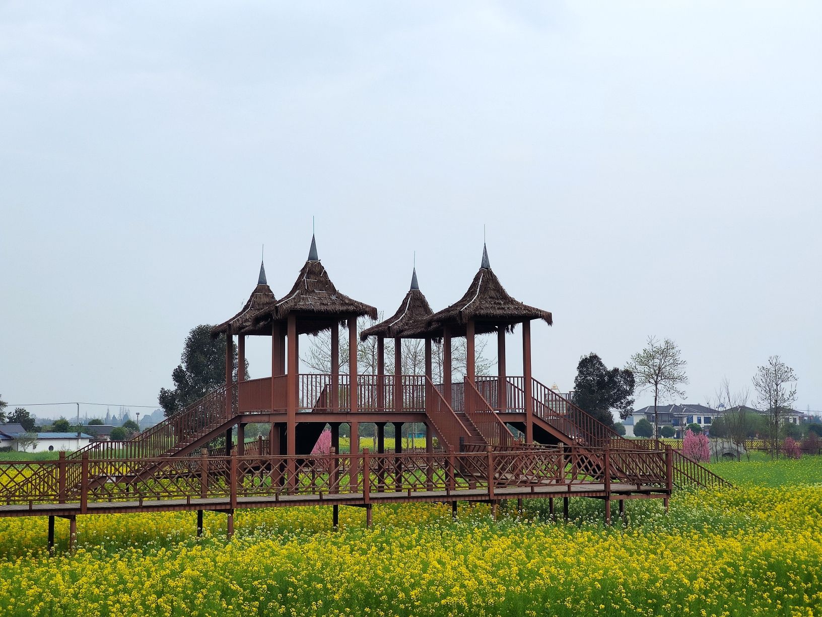 西高镇菜花公园旅行图片 3