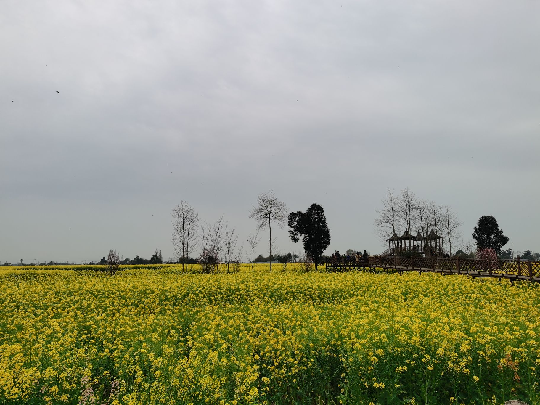 西高镇菜花公园旅行图片 1