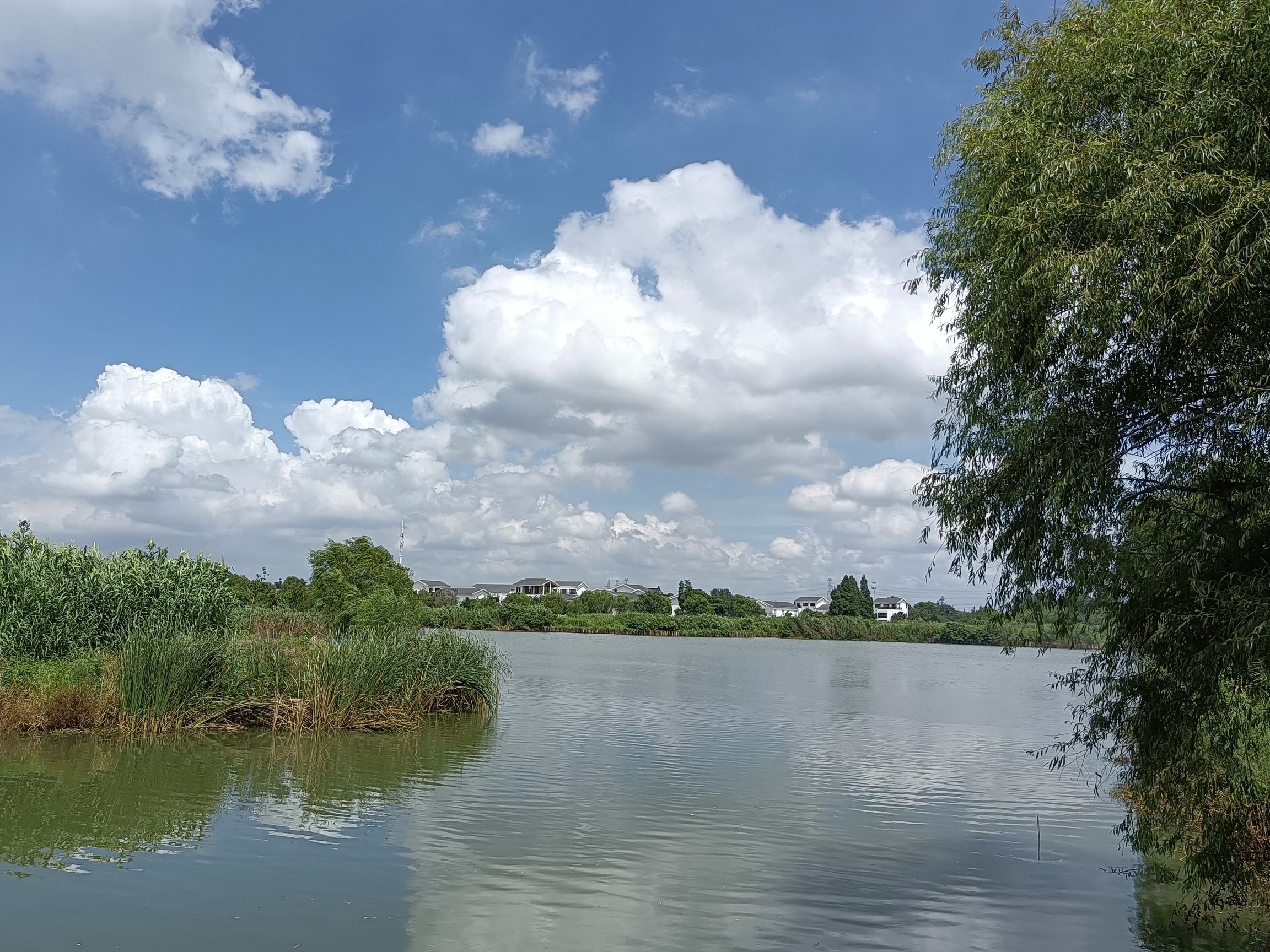 白荡湿地保护区旅行图片 2
