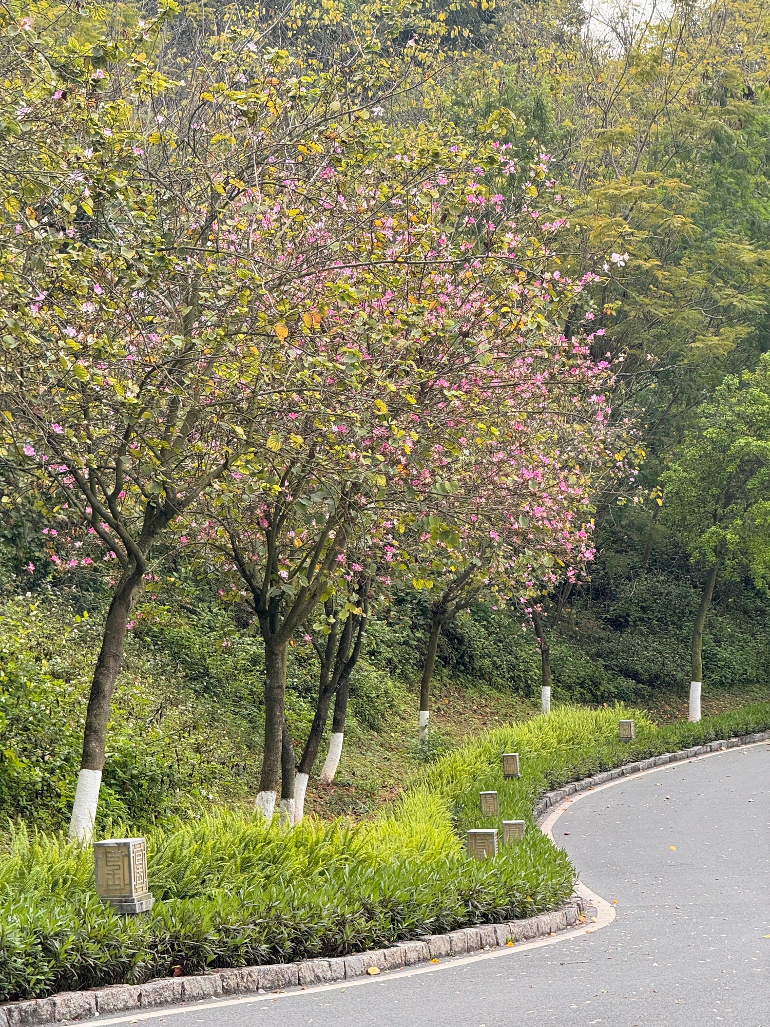 金台山智慧公园旅行图片 3