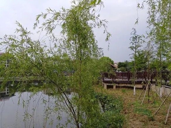 孟家湾湿地公园旅行图片 2