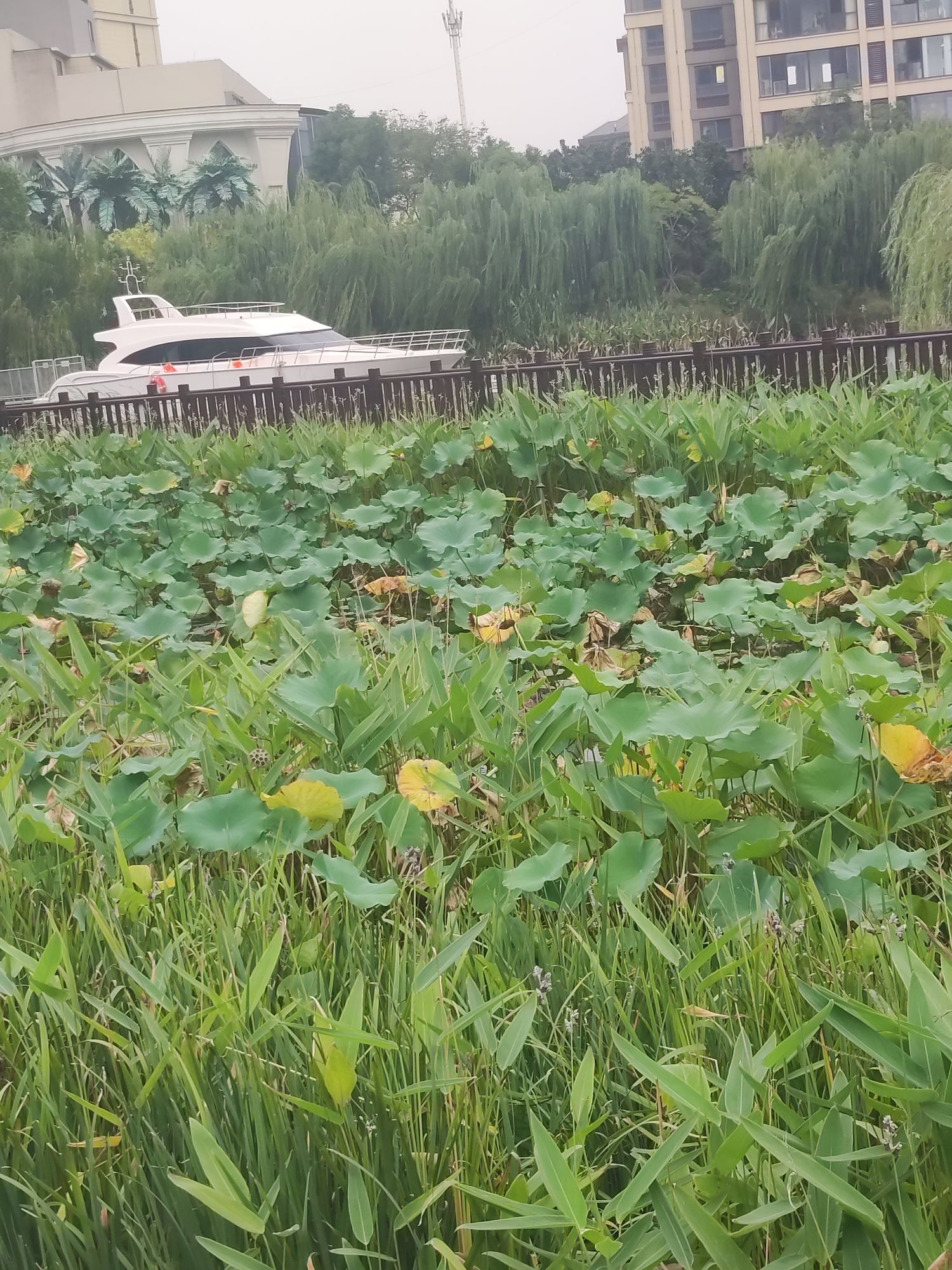 孟家湾湿地公园旅行图片 1