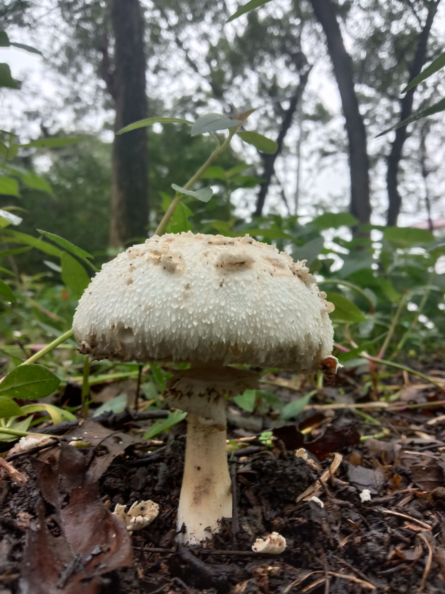 临泉戴桥鹭鸟洲湿地公园旅行图片 1