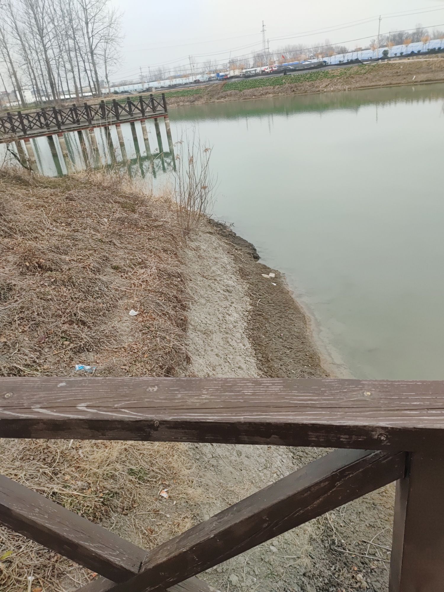临泉戴桥鹭鸟洲湿地公园旅行图片 1
