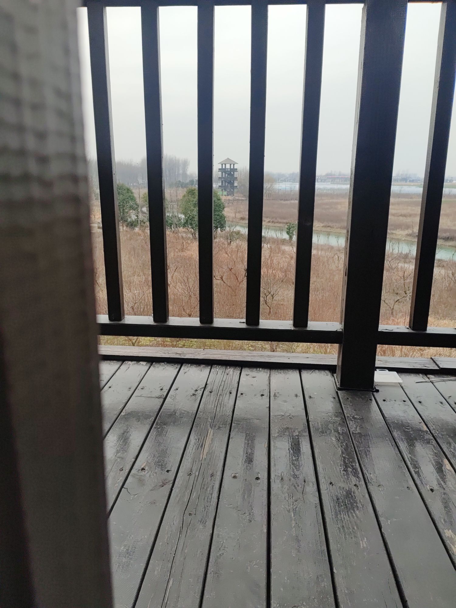 临泉戴桥鹭鸟洲湿地公园旅行图片 3