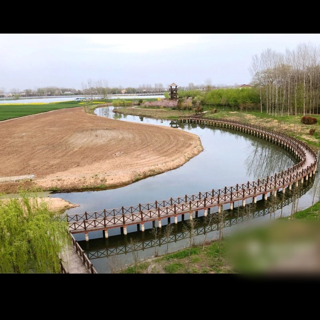 临泉戴桥鹭鸟洲湿地公园旅行图片 1