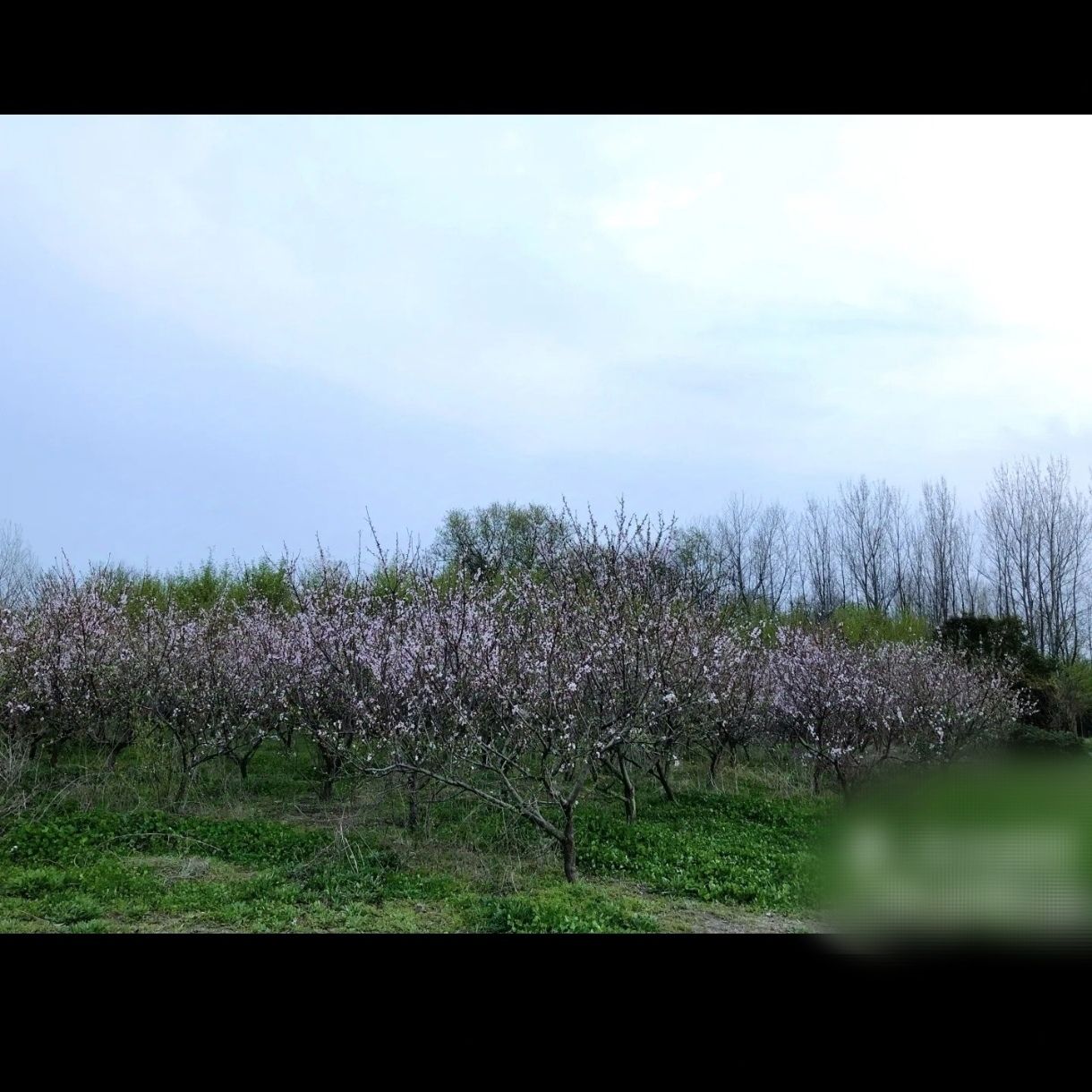 临泉戴桥鹭鸟洲湿地公园旅行图片 2