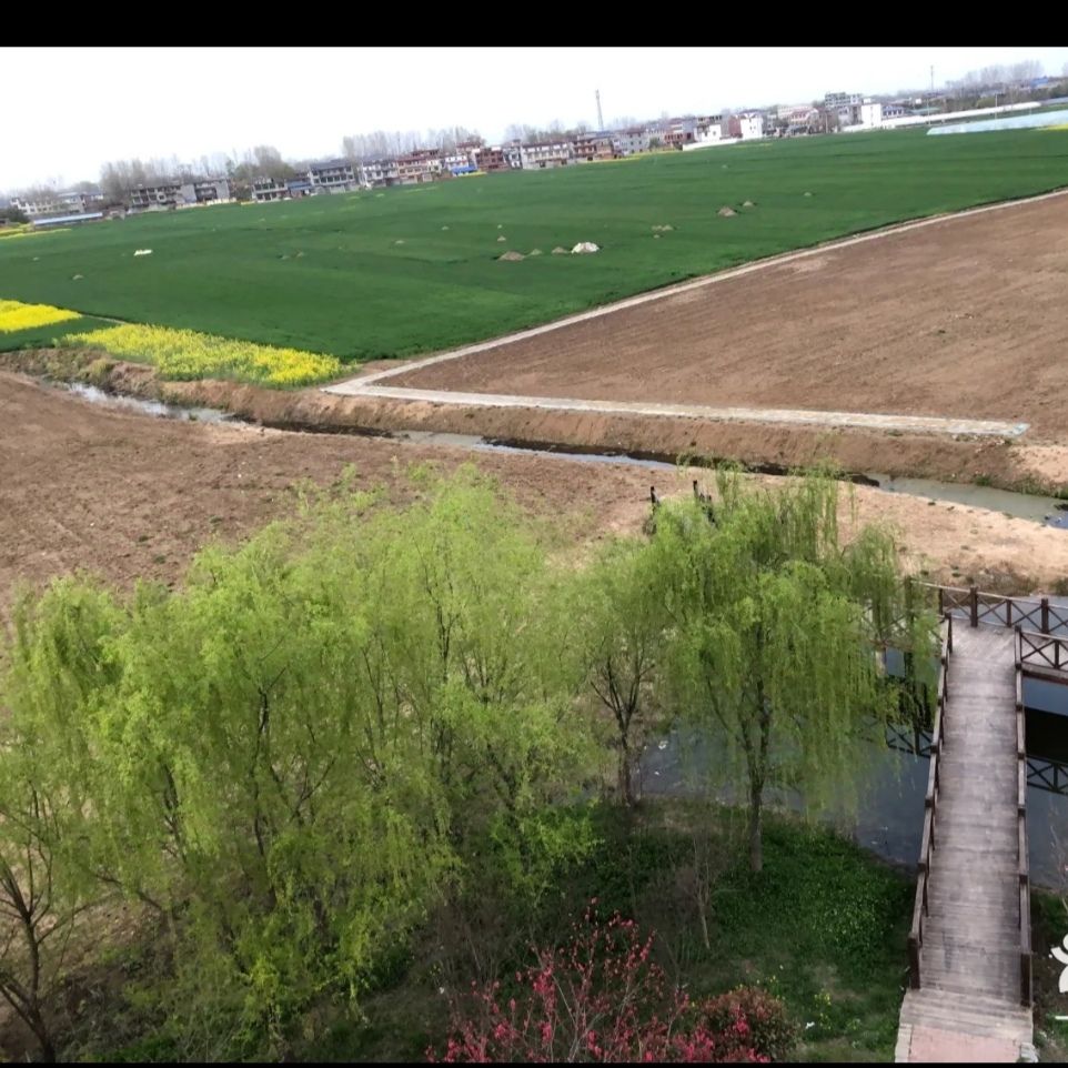 临泉戴桥鹭鸟洲湿地公园旅行图片 3