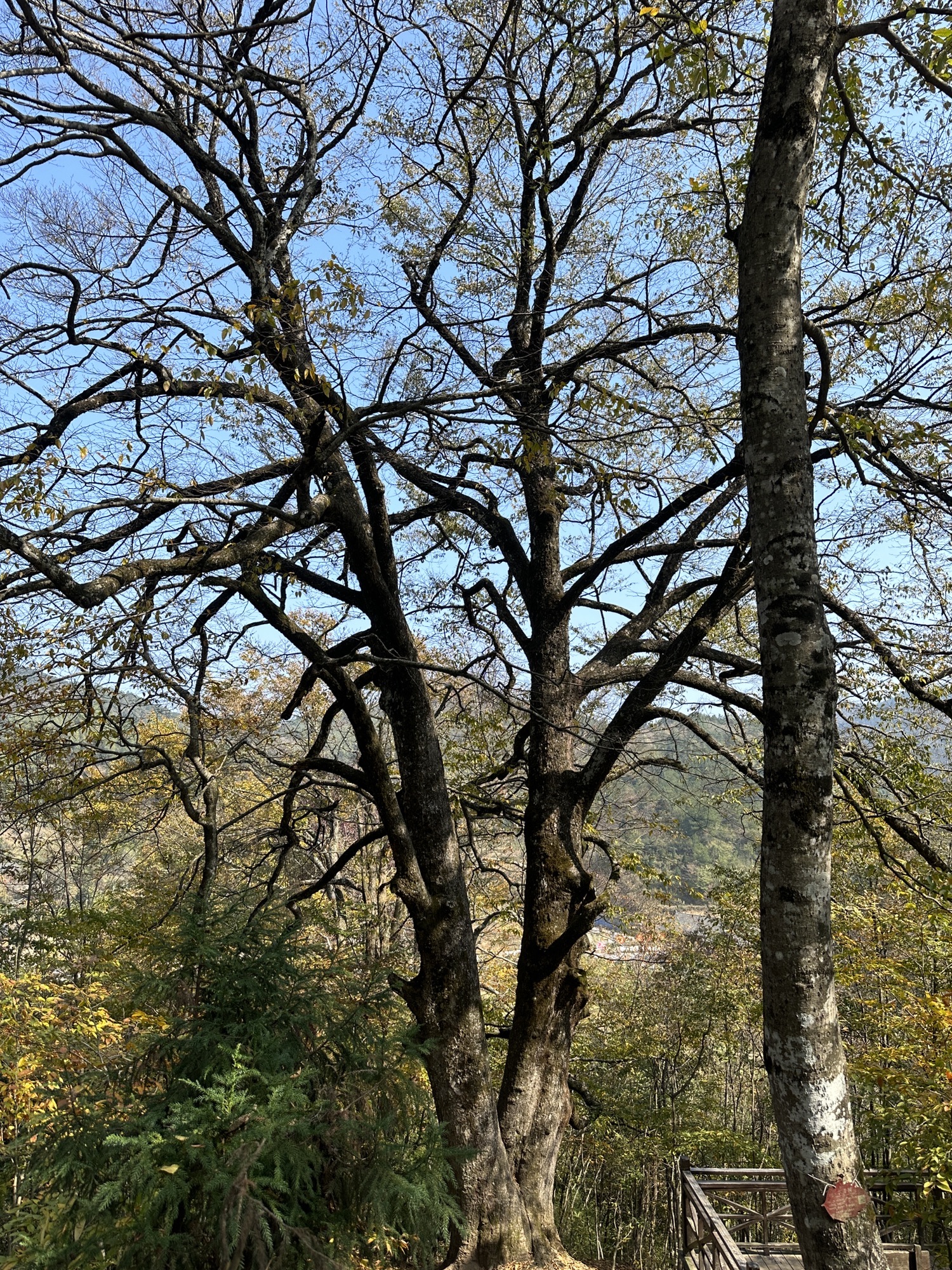 大花瑶虎形山景区旅行图片 2