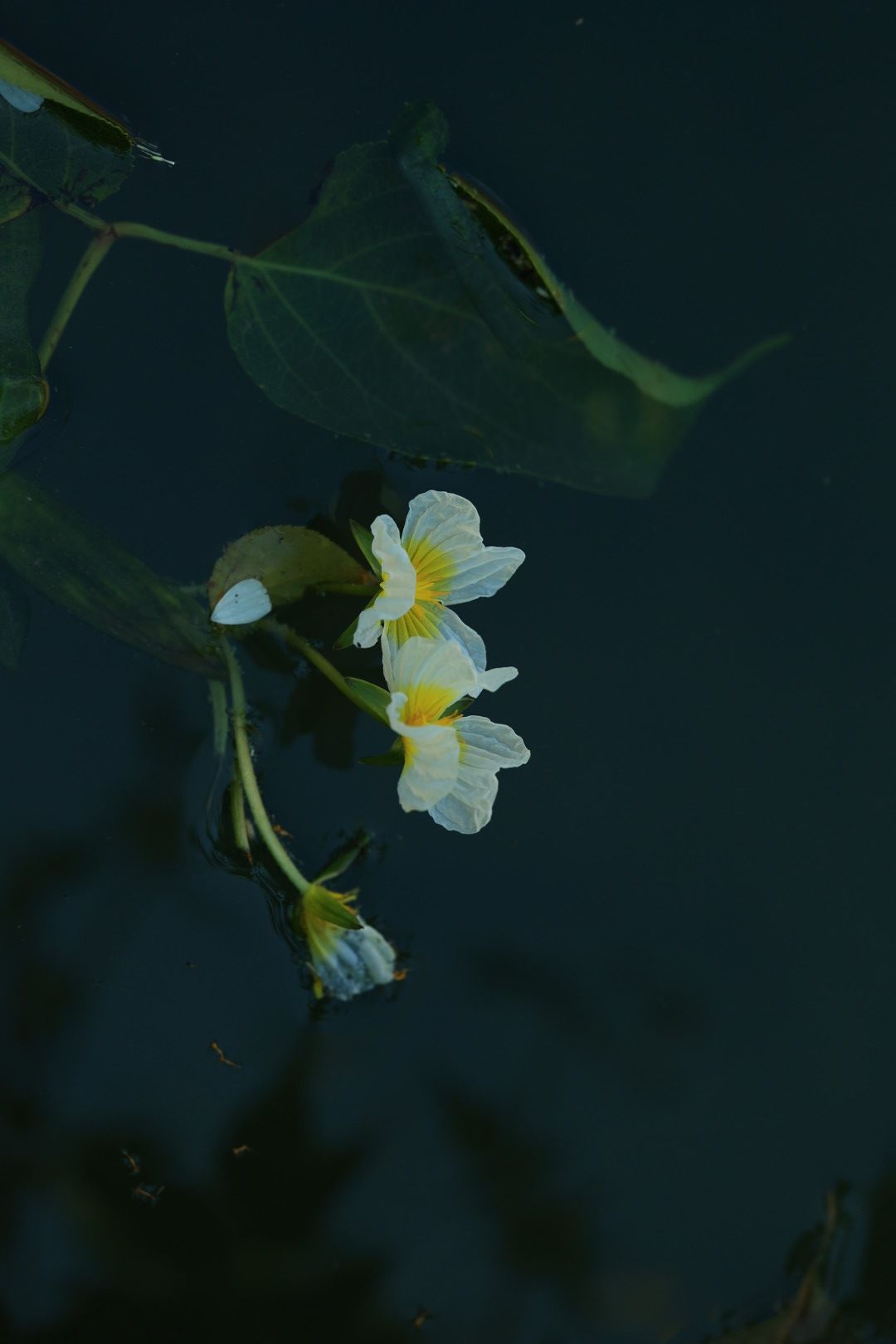 海菜花观赏基地旅行图片 1