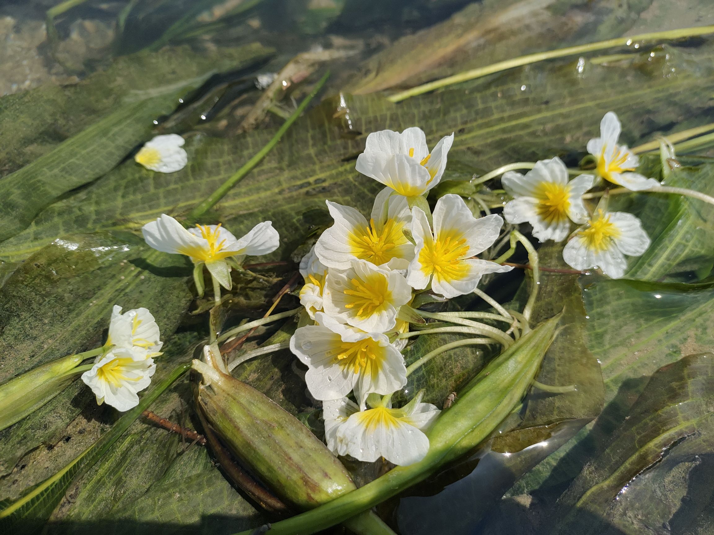 海菜花观赏基地旅行图片 3