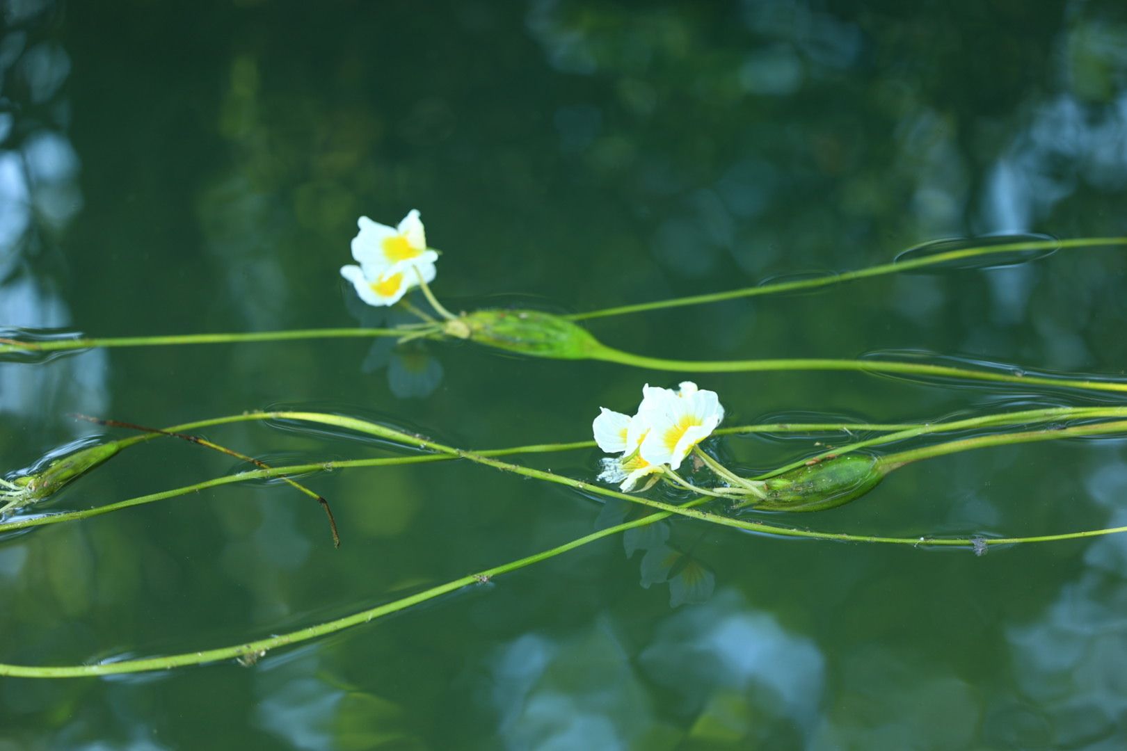 海菜花观赏基地旅行图片 3