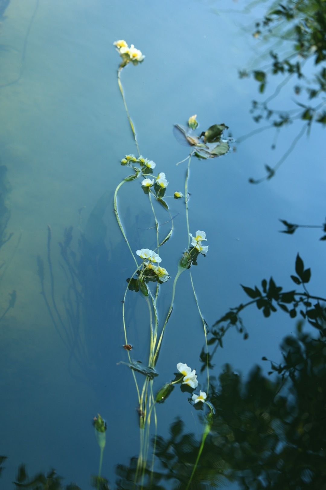 海菜花观赏基地旅行图片 2