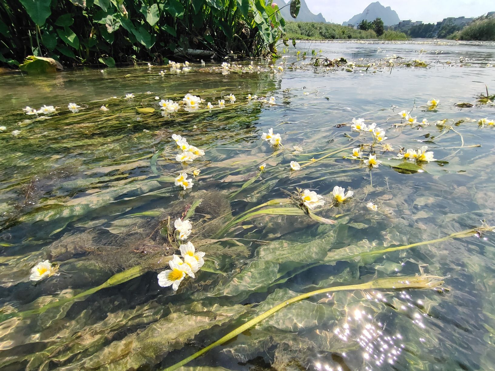 海菜花观赏基地旅行图片 1