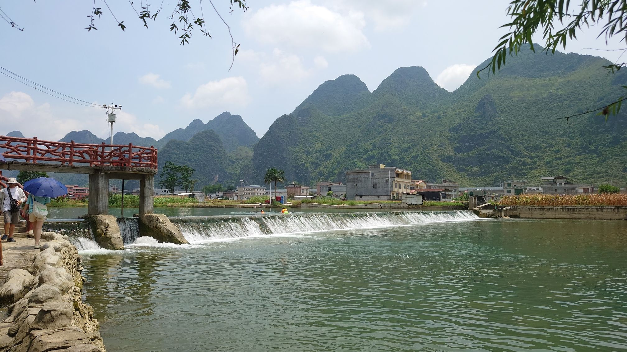 海菜花观赏基地旅行图片 1